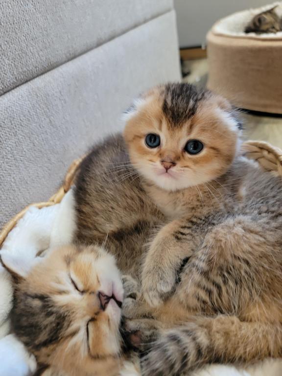 Scottish Straight And Fold Kitten photo 5