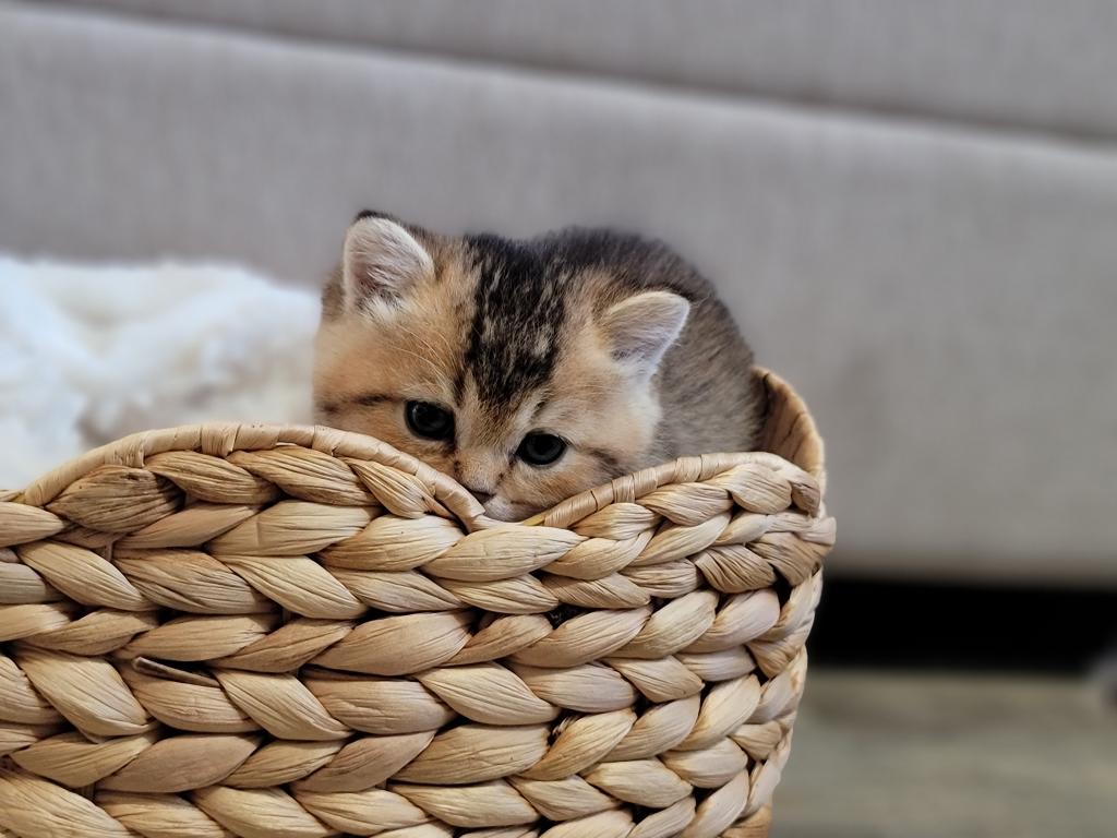 Scottish Straight And Fold Kitten photo 3