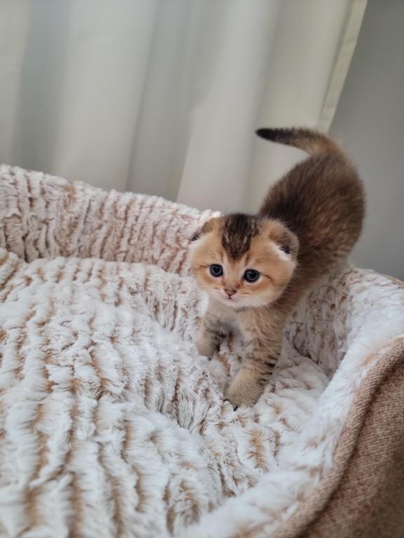 Scottish Straight And Fold Kitten photo 2