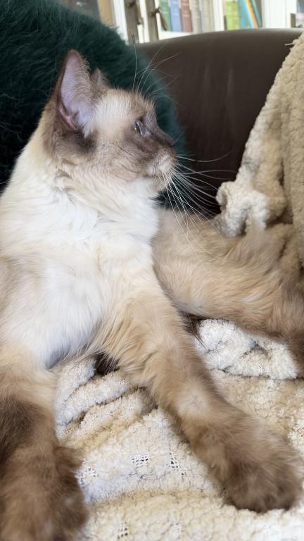 Kitty TICA Registered Blue Point Ragdoll photo 5