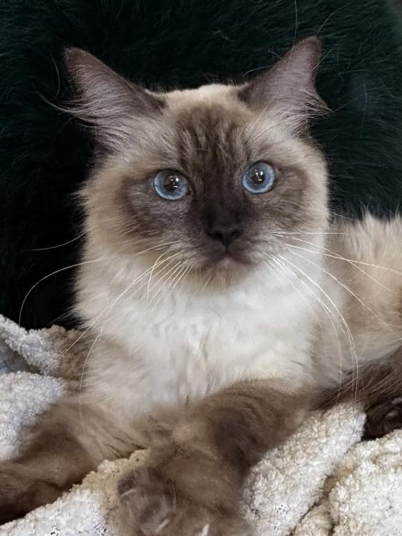 Kitty TICA Registered Blue Point Ragdoll photo 2