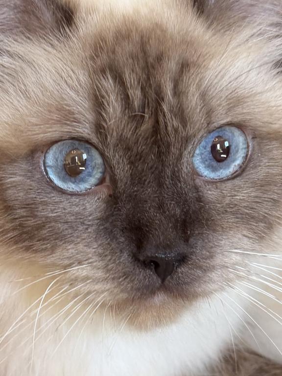 Kitty TICA Registered Blue Point Ragdoll photo 7