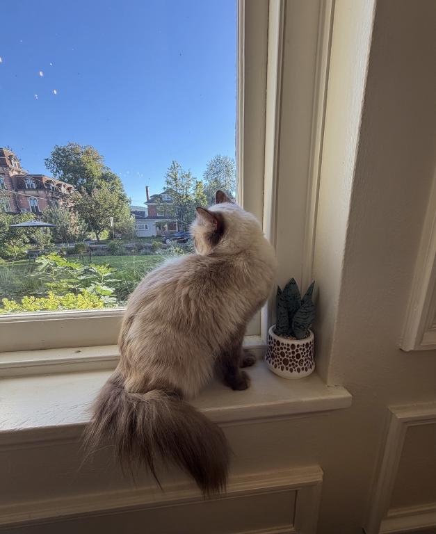 Kitty TICA Registered Blue Point Ragdoll photo 8