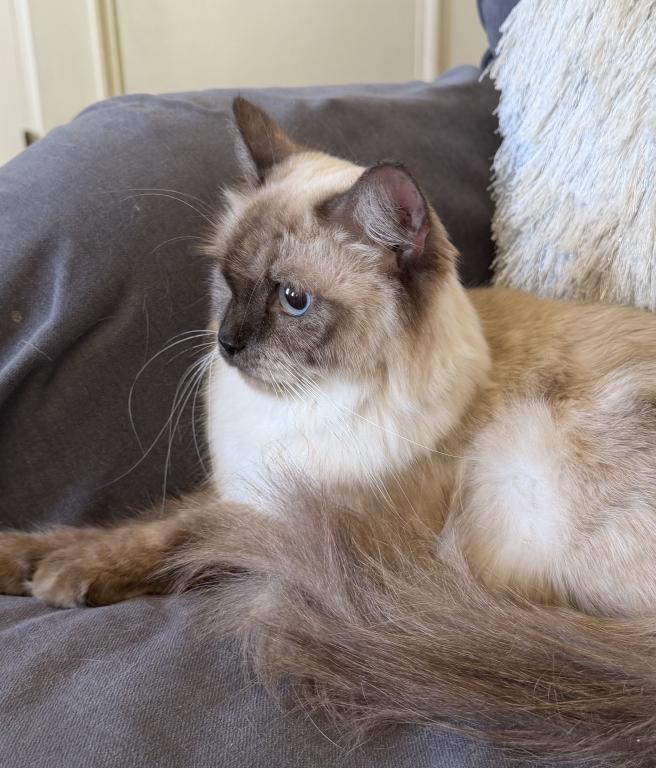 Kitty TICA Registered Blue Point Ragdoll photo 1