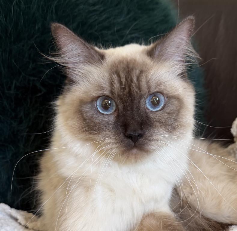 Kitty TICA Registered Blue Point Ragdoll photo 9