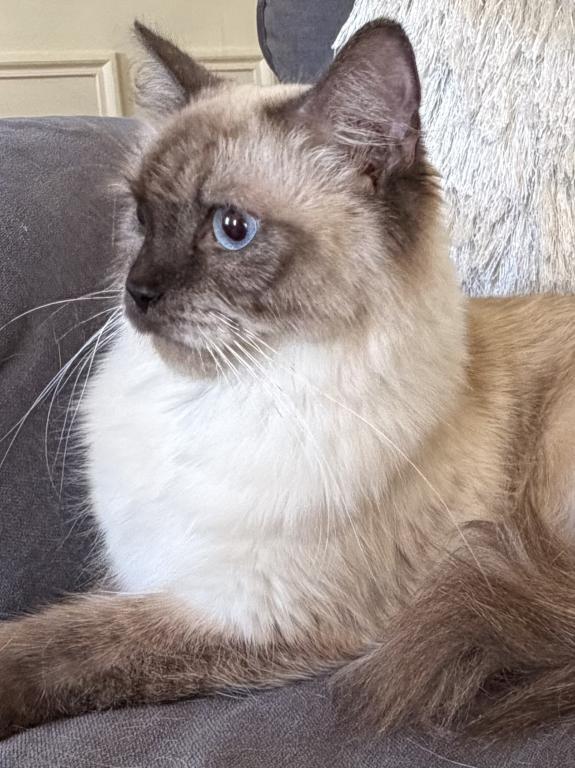 Kitty TICA Registered Blue Point Ragdoll photo 6