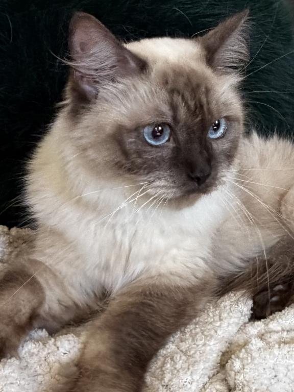 Kitty TICA Registered Blue Point Ragdoll photo 4