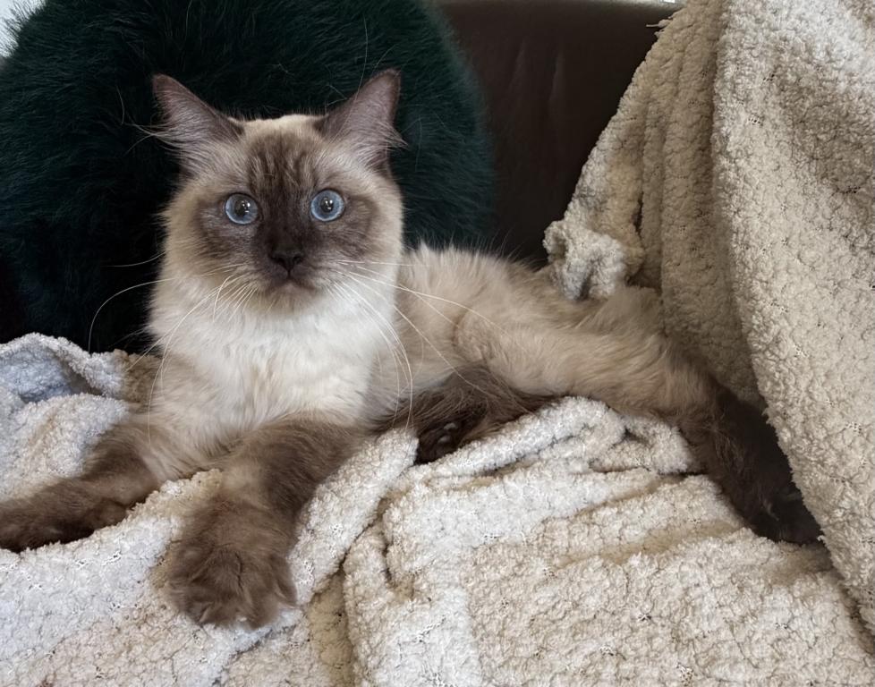 Kitty TICA Registered Blue Point Ragdoll photo 3