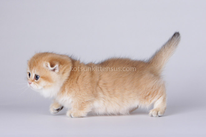 Mini Girl Golden ScottishKilt Munchkin Fold photo 8