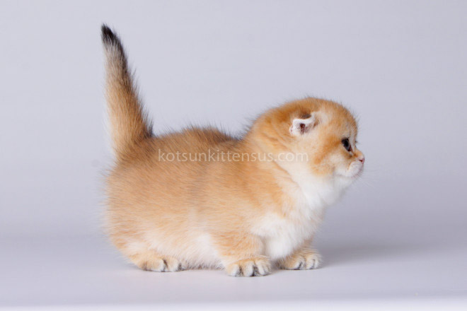 Mini Girl Golden ScottishKilt Munchkin Fold photo 7