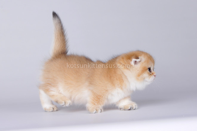 Mini Girl Golden ScottishKilt Munchkin Fold photo 5