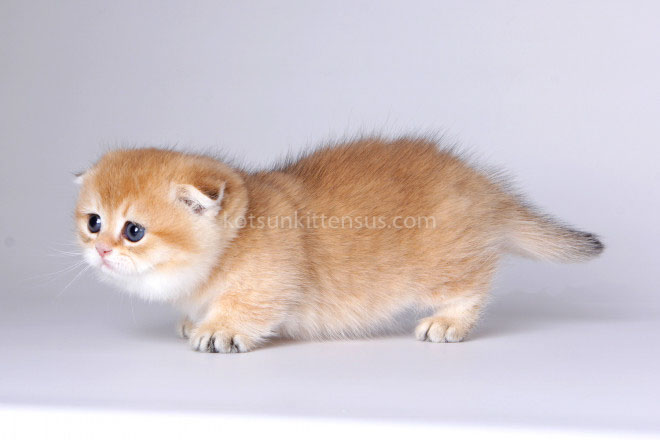 Mini Girl Golden ScottishKilt Munchkin Fold photo 1