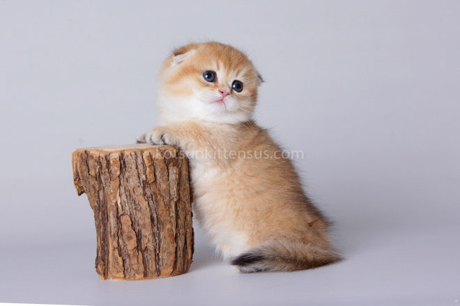 Mini Girl Golden ScottishKilt Munchkin Fold photo 6