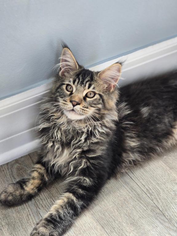 Maine Coon Male Female Male photo 6