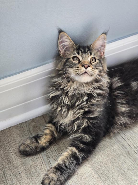 Maine Coon Male Female Male photo 5