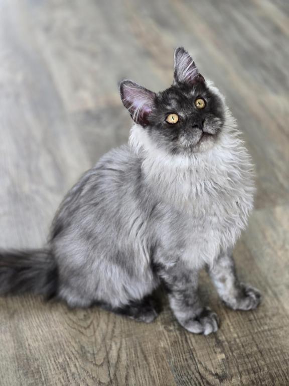 Maine Coon Male Female Male photo 1