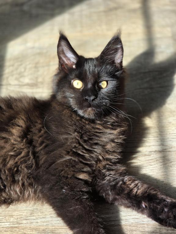 Maine Coon Male Female Male photo 3