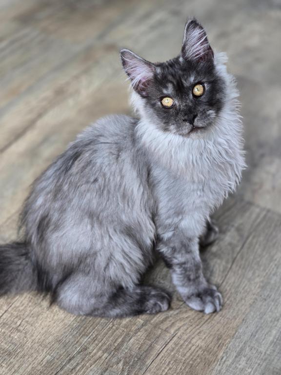 Maine Coon Male Female Male photo 8