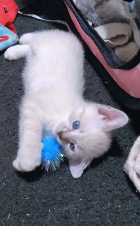 Pure Bred Lynx Point Siamese Kittens photo 4