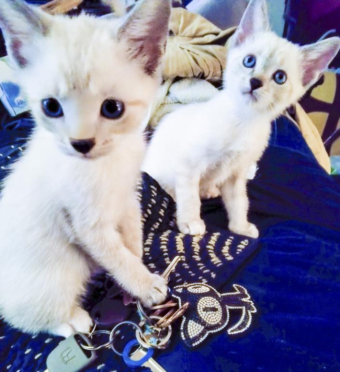 Pure Bred Lynx Point Siamese Kittens photo 3
