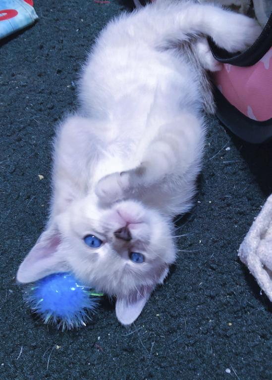 Pure Bred Lynx Point Siamese Kittens photo 6