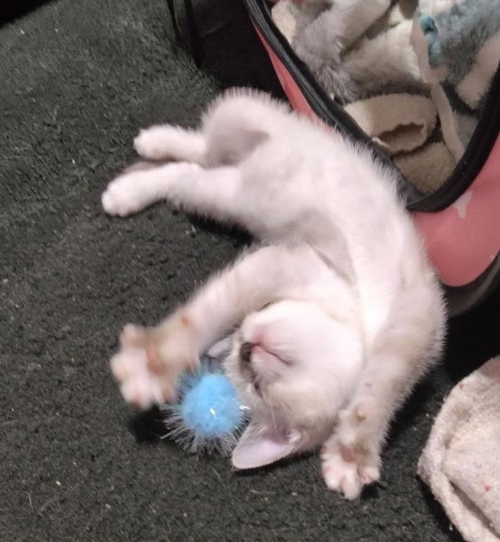 Pure Bred Lynx Point Siamese Kittens photo 5