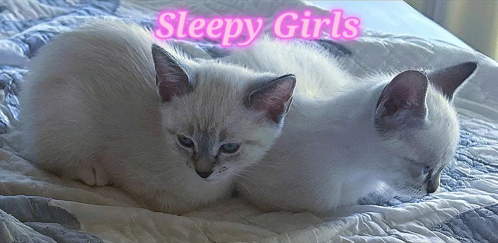 Pure Bred Lynx Point Siamese Kittens photo 2