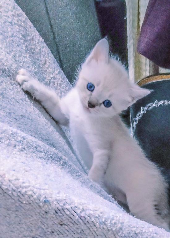 Pure Bred Lynx Point Siamese Kittens