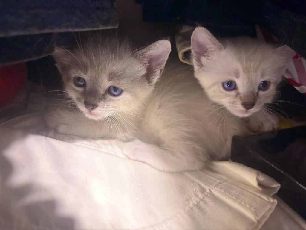 Pure Bred Lynx Point Siamese Kittens photo 7