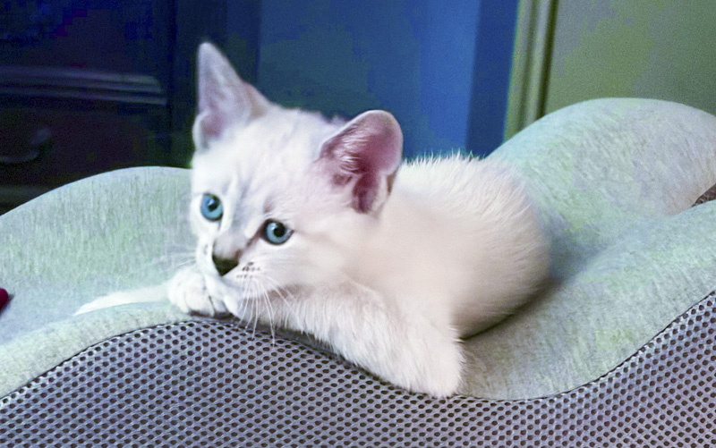 Pure Bred Lynx Point Siamese Kittens photo 8