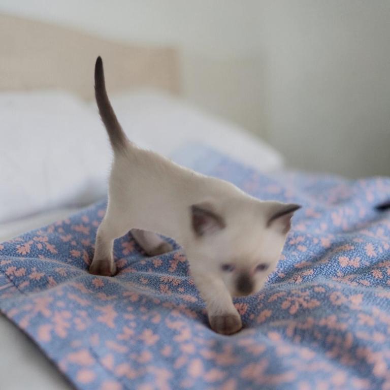 Kissy's Litter photo 8