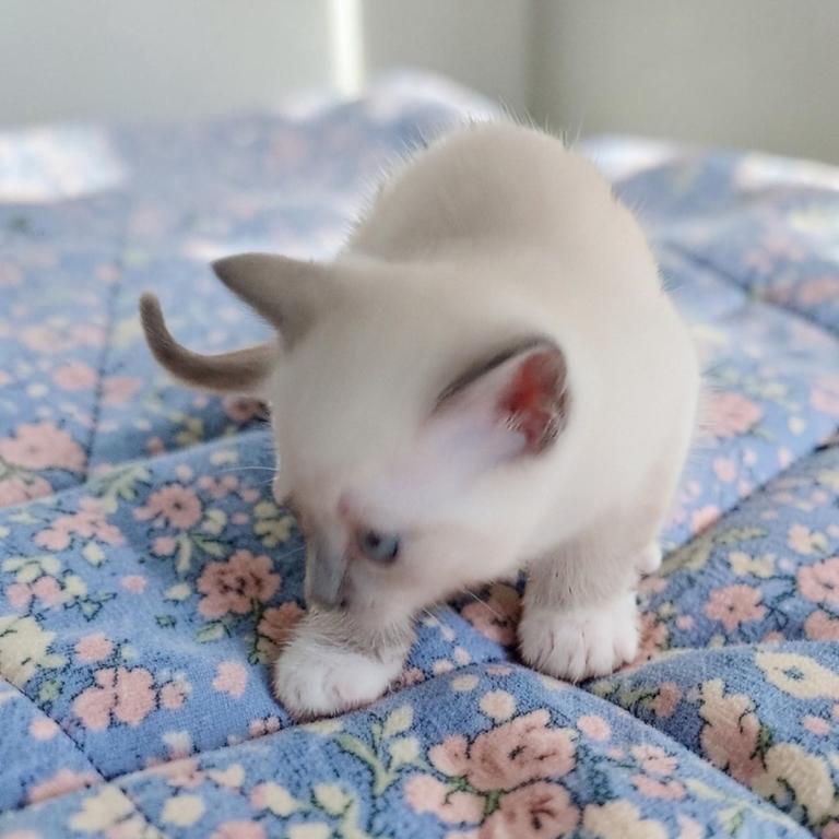 Kissy's Litter photo 5