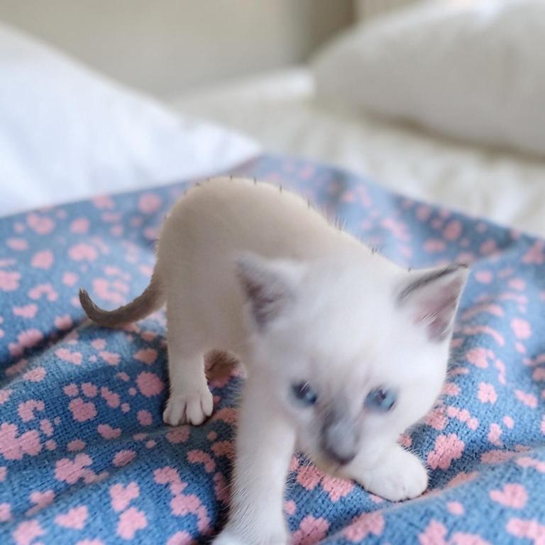 Kissy's Litter photo 3