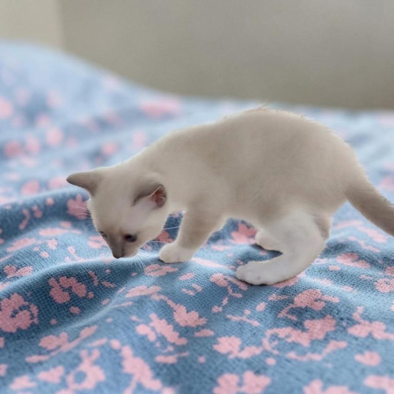 Kissy's Litter photo 7
