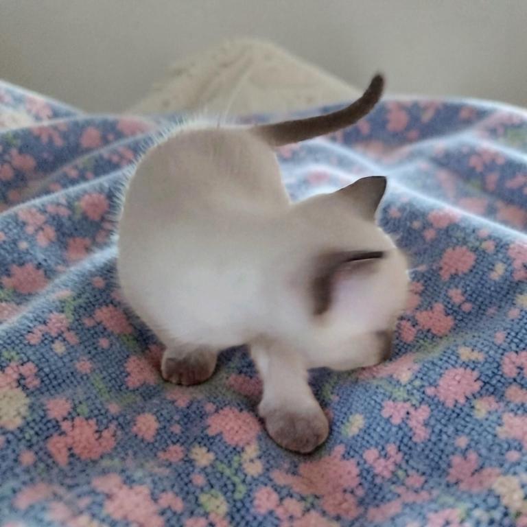 Kissy's Litter photo 4