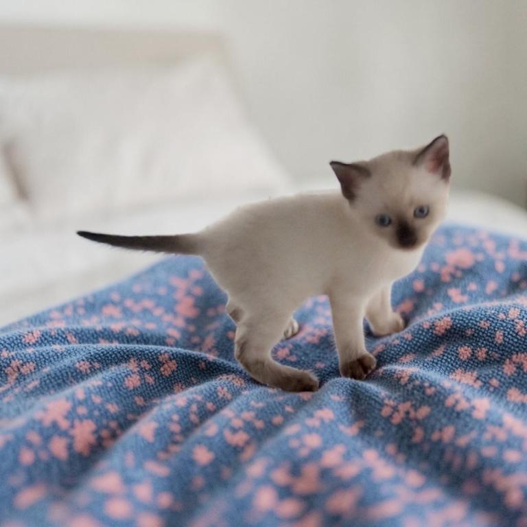Kissy's Litter photo 2