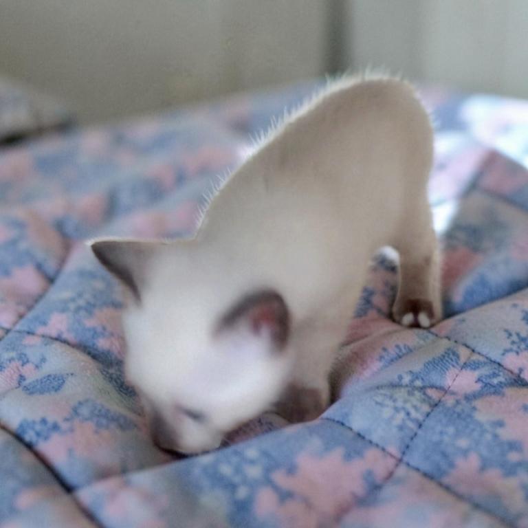 Kissy's Litter photo 6