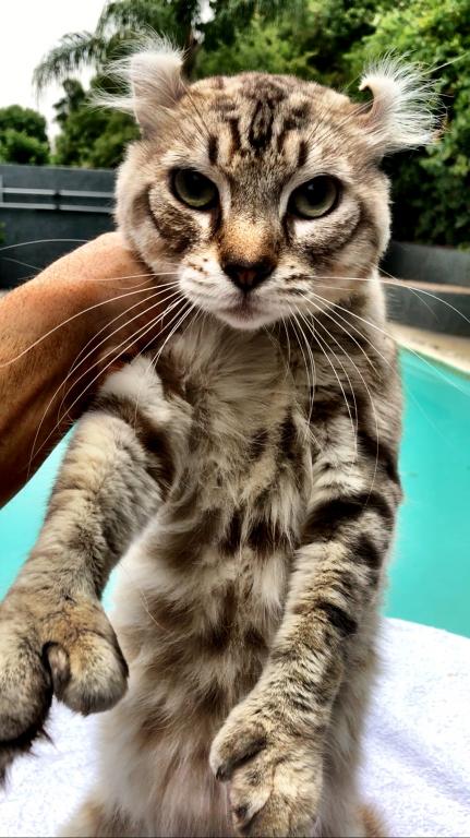 Bobcat Hybrids With Savannah Lynx Father photo 4