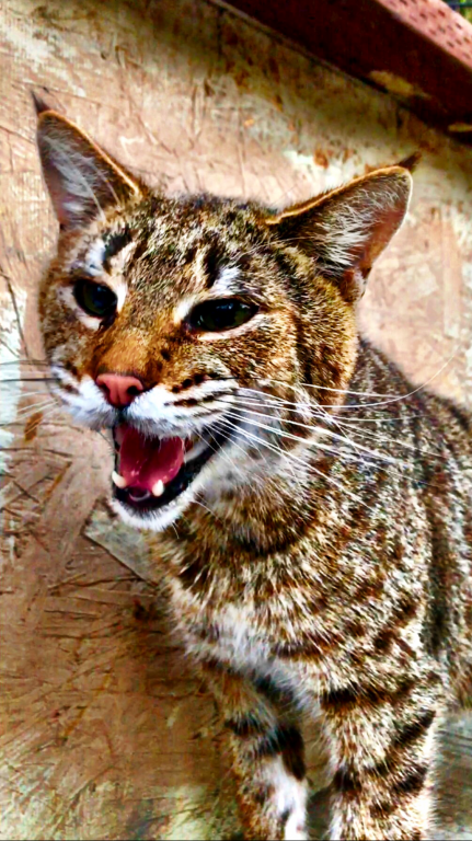 Bobcat Hybrids With Savannah Lynx Father photo 3