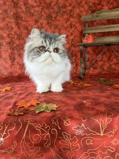 Lucy photo 1