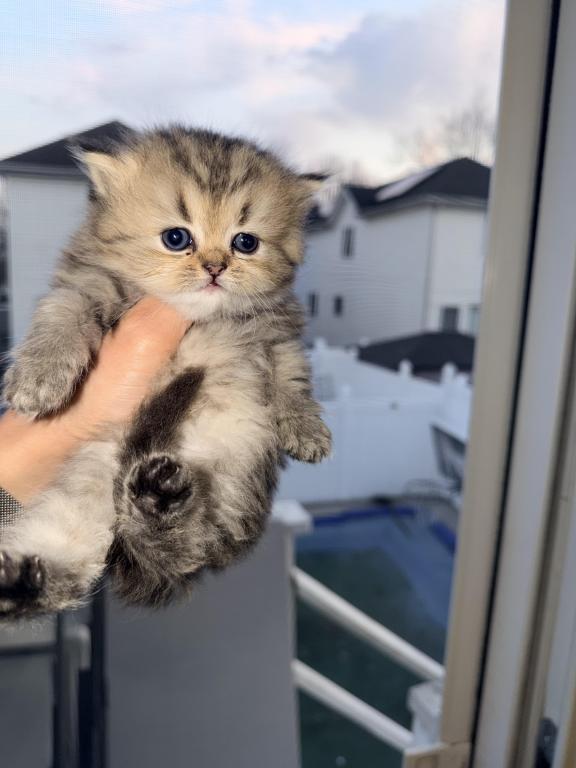 Exotic Persian Kittens photo 9