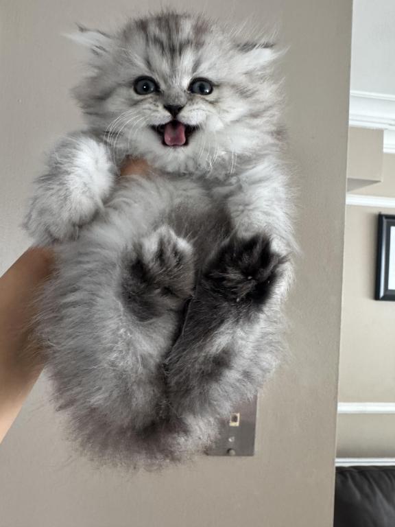 Exotic Persian Kittens photo 5
