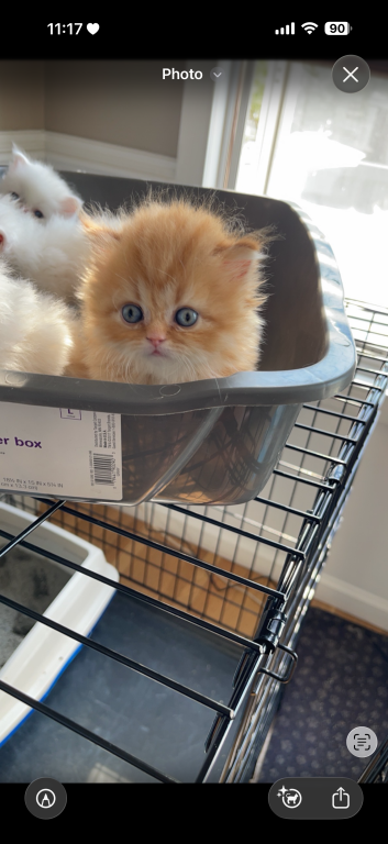 Exotic Persian Kittens photo 27