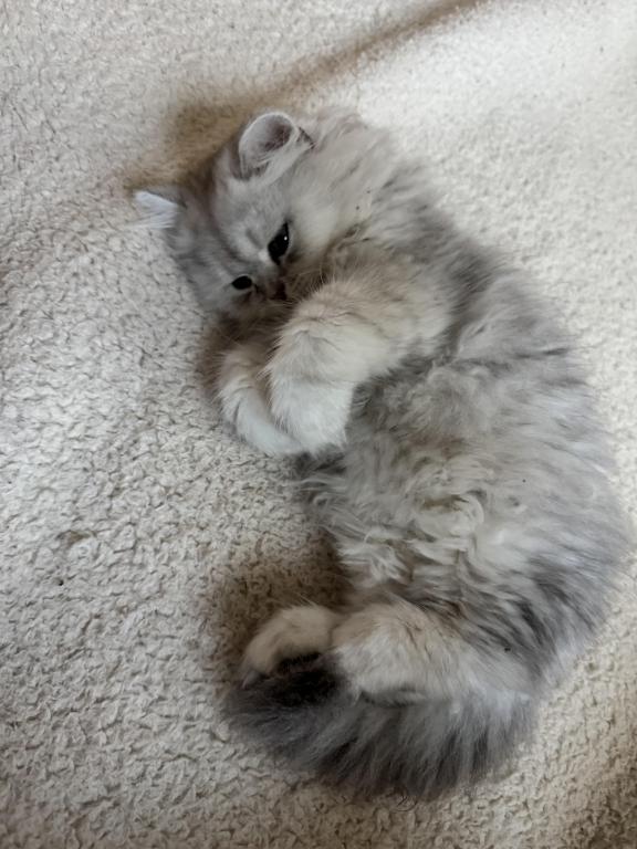 Exotic Persian Kittens photo 24