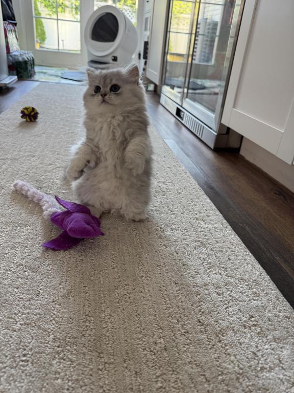 Exotic Persian Kittens photo 23