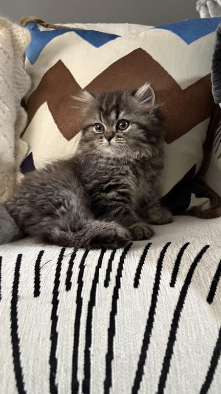 Exotic Persian Kittens photo 16