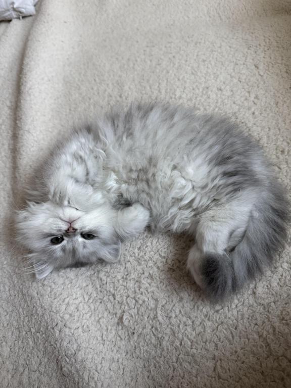 Exotic Persian Kittens photo 25
