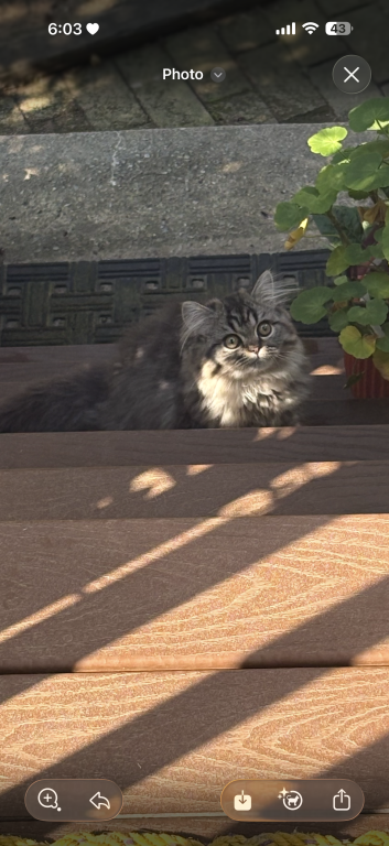 Exotic Persian Kittens photo 29
