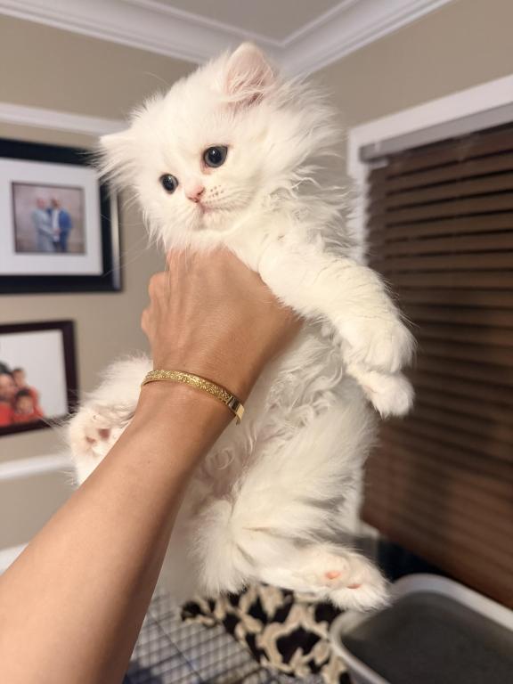 Exotic Persian Kittens photo 26