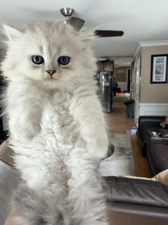 Exotic Persian Kittens photo 19
